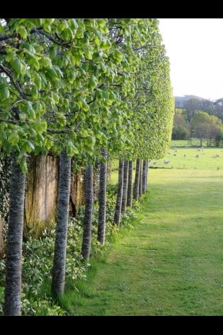 OUR PLEACHED LIMES