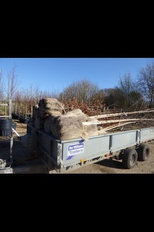 TREE DELIVERY