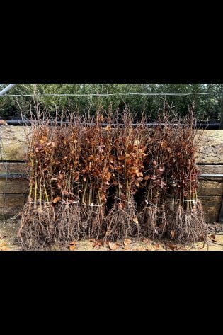 BARE ROOT GREEN BEECH HEDGING PLANTS