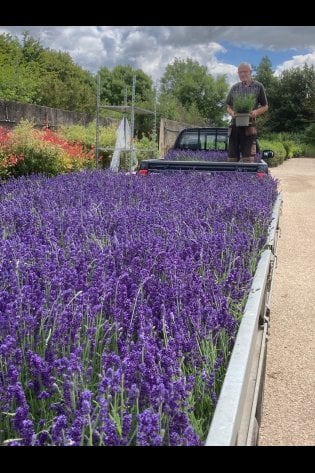 LAVENDER HIDCOTE