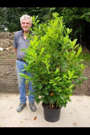 GOOD LOOKING SPECIMEN. FASHION WEEK AT MILL FARM PLANTS