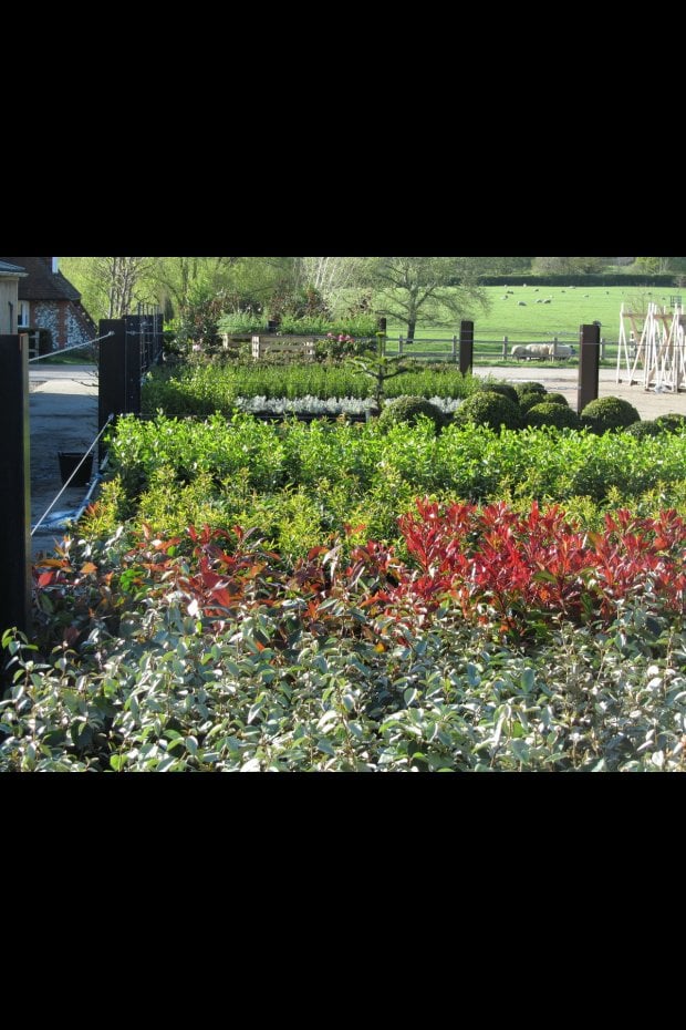 PLANTS AT OUR NURSERY