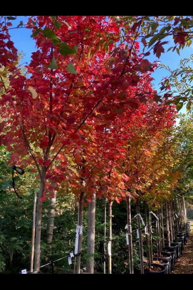 AUTUMN COLOUR AT THE NURSERY
