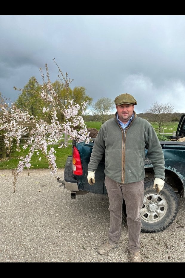 PRUNUS INCISA 'THE BRIDE' IN FULL FLOWER - THAT'S THE GOOD LOOKING ONE ON THE LEFT