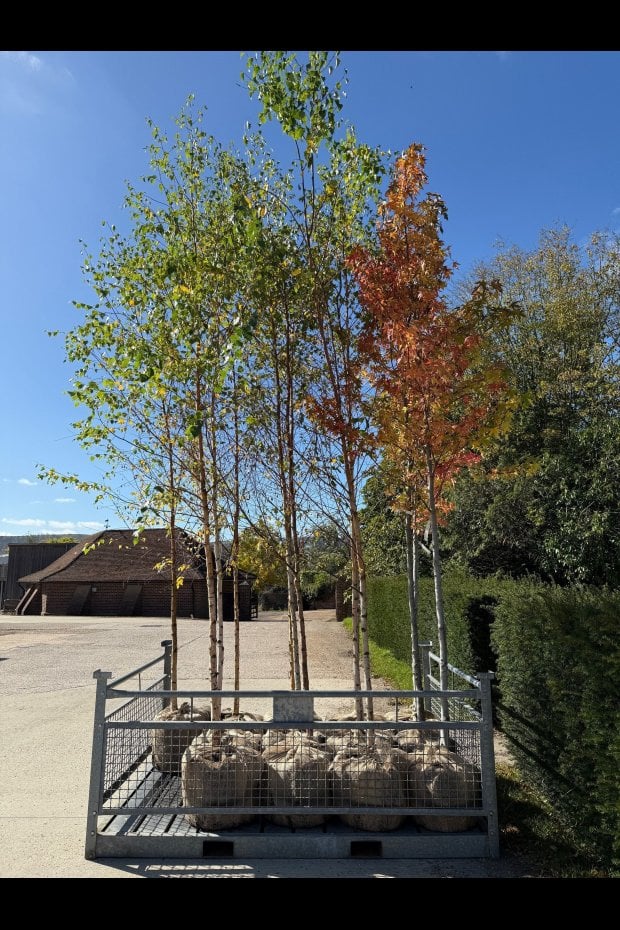 TREES READY FOR COLLECTION