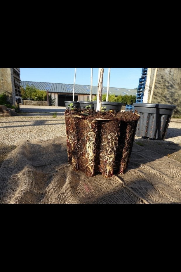 ROOT STRUCTURE OF OUR 70 LITRE POTTED TREES