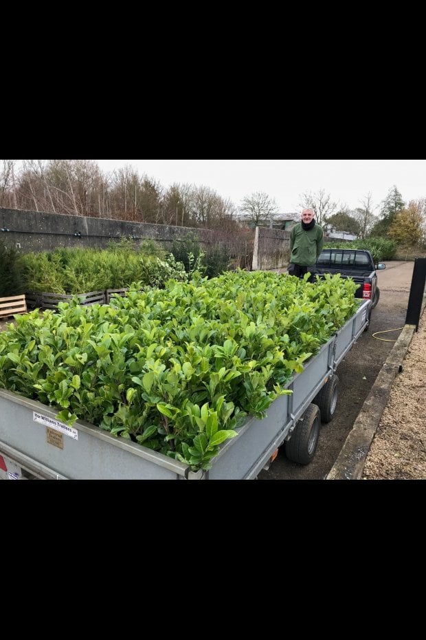 LAUREL DELIVERY