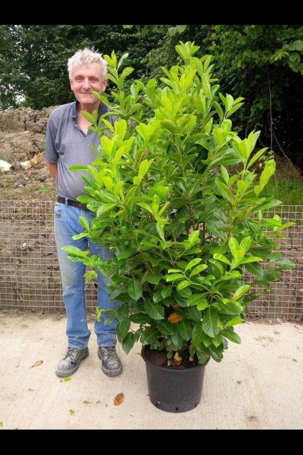 GOOD LOOKING SPECIMEN. FASHION WEEK AT MILL FARM PLANTS