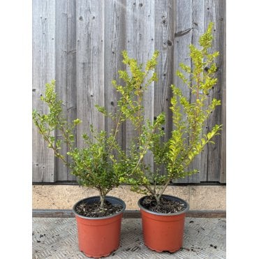 JAPANESE HOLLY / ILEX CRENATA