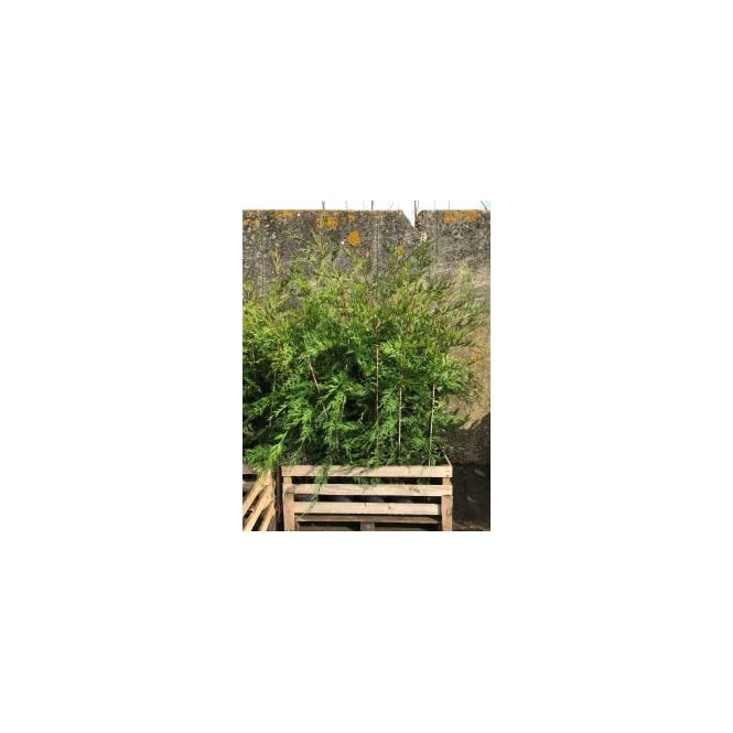 Mill Farm Plants Leyland Cypress