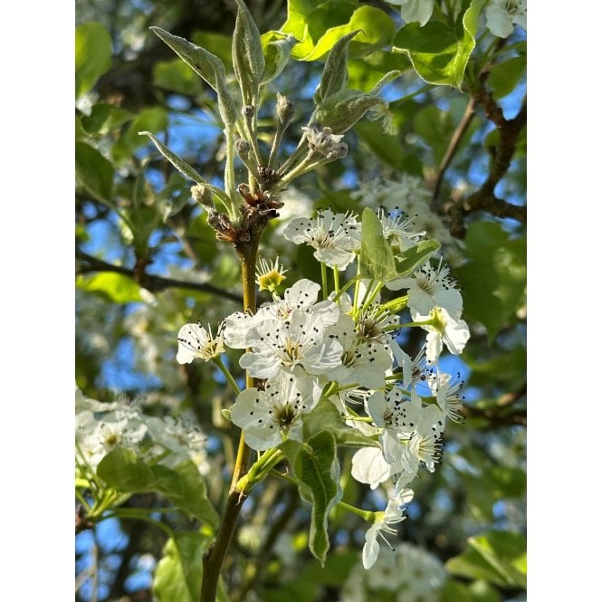 Mill Farm Plants ORNAMENTAL PEAR