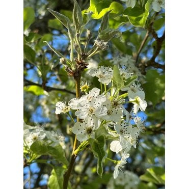 ORNAMENTAL PEAR