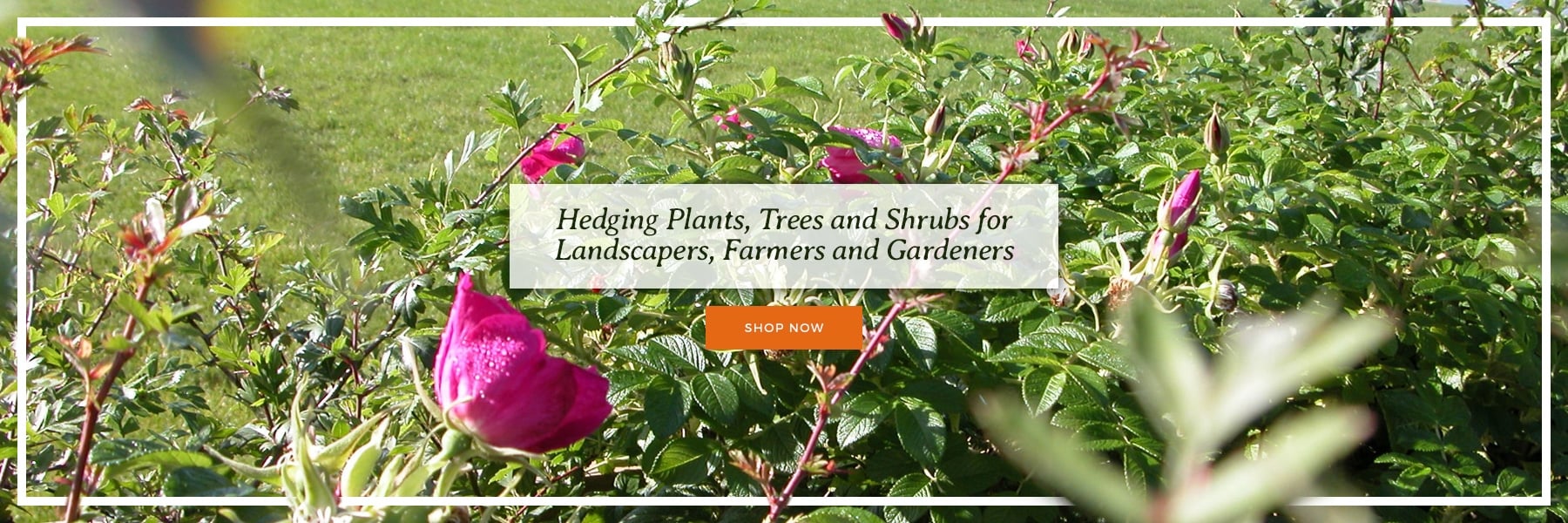 Hedging Plants, Trees and Shrubs for Landscapers, Farmers and Gardeners
