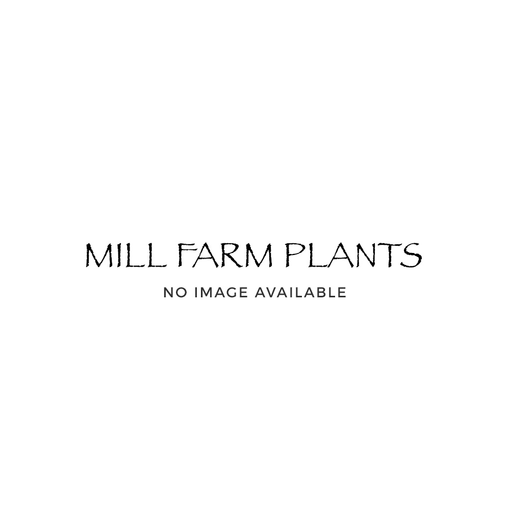 HOLLY PLANTS