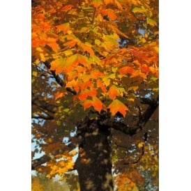 Norway Maple Tree, Buy Norway Maple Trees