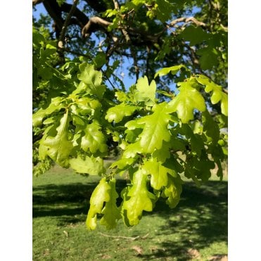 Oak