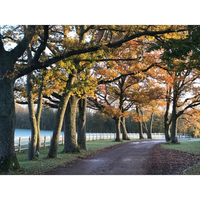 OAK TREES