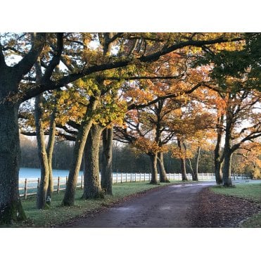OAK TREES