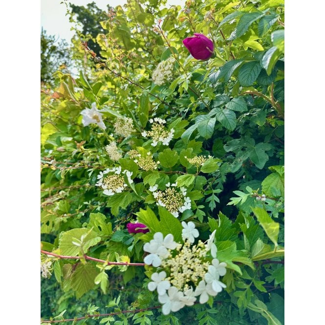 ORNAMENTAL WILDLIFE HEDGING