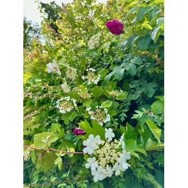 ORNAMENTAL WILDLIFE HEDGING