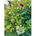 ORNAMENTAL HEDGING