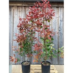 PHOTINIA 'RED ROBIN' PLANTS