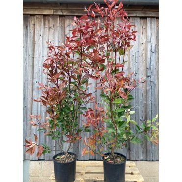 PHOTINIA 'RED ROBIN' PLANTS