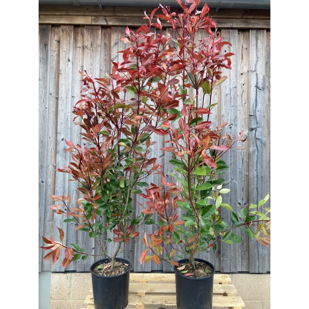PHOTINIA 'RED ROBIN'