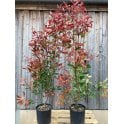 PHOTINIA 'RED ROBIN'