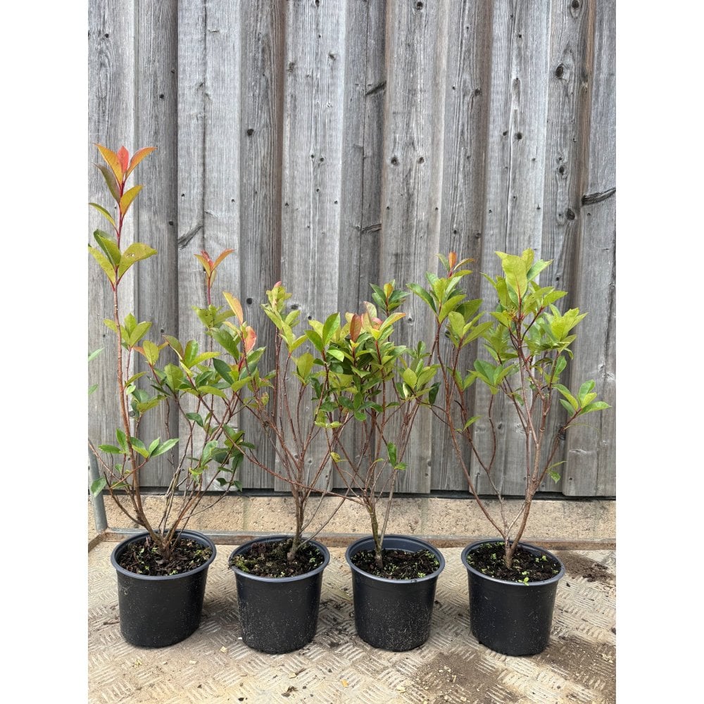 PHOTINIA 'RED ROBIN'