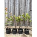 PHOTINIA 'RED ROBIN'