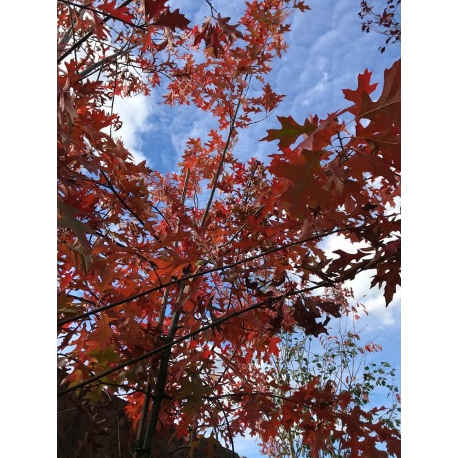 PIN OAK TREES