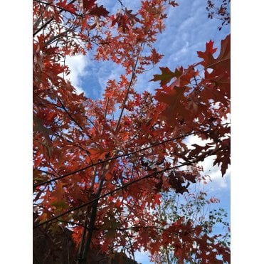 PIN OAK TREES