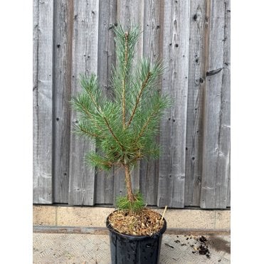 Pinus sylvestris