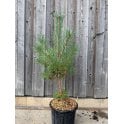 Pinus sylvestris