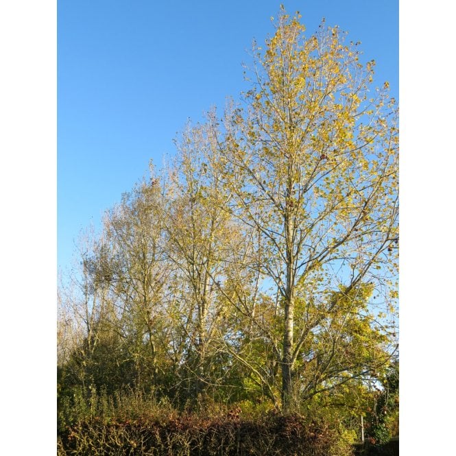 POPLAR TREES