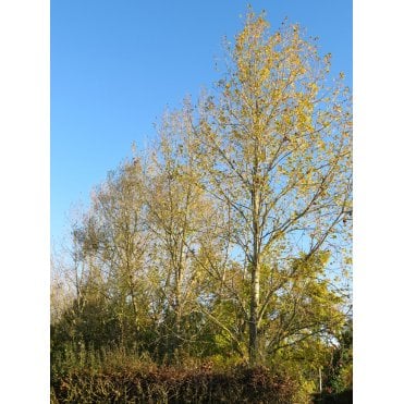 POPLAR TREES