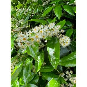 PORTUGUESE LAUREL PLANTS 