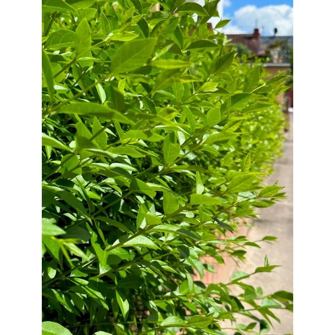 PRIVET - OVAL LEAF