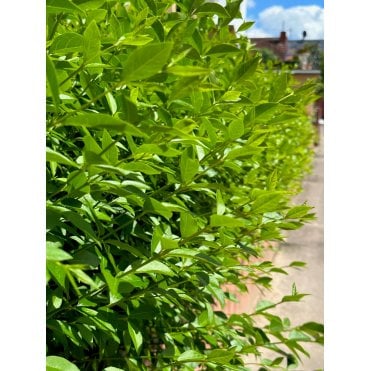 PRIVET - OVAL LEAF