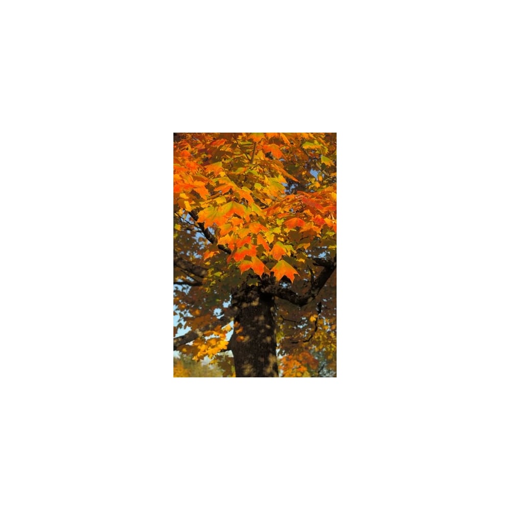 Norway Maple bare root