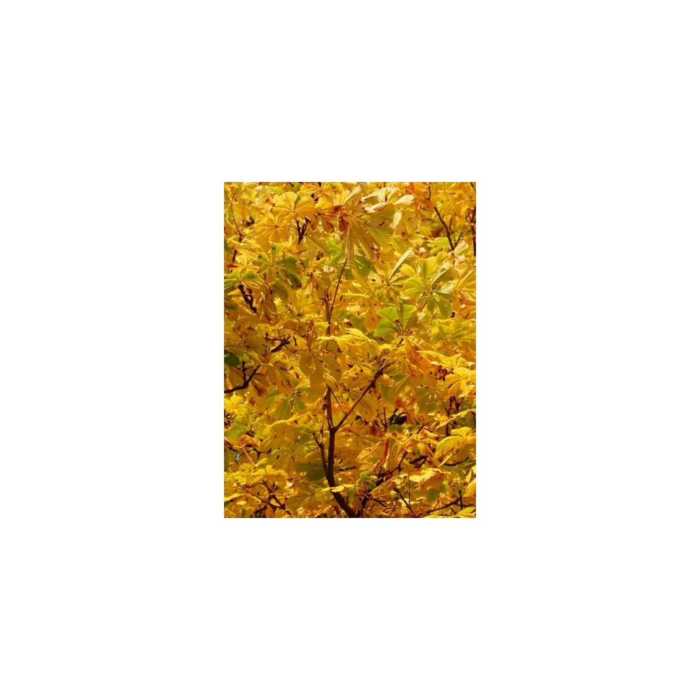 Red Horse Chestnut Tree