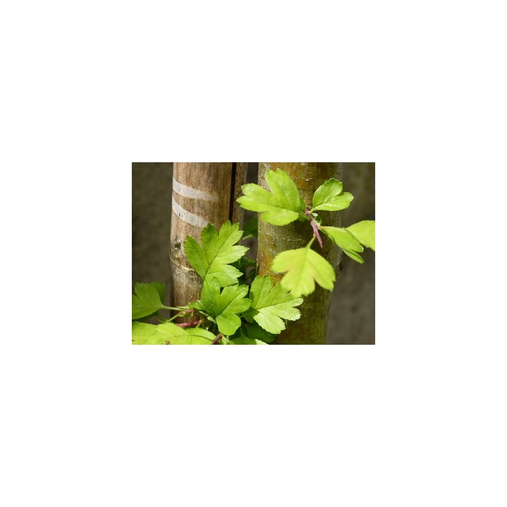 Common Hawthorn Plants