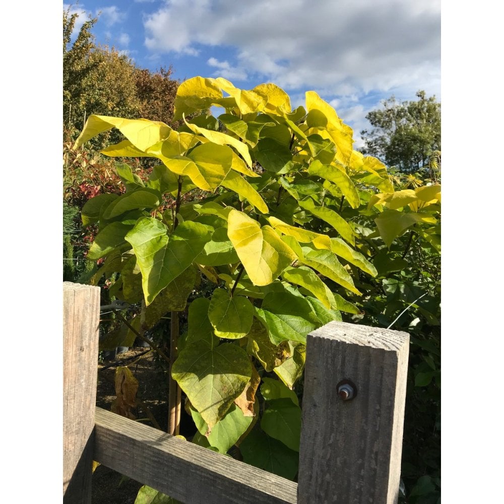 Yellow Catalpa