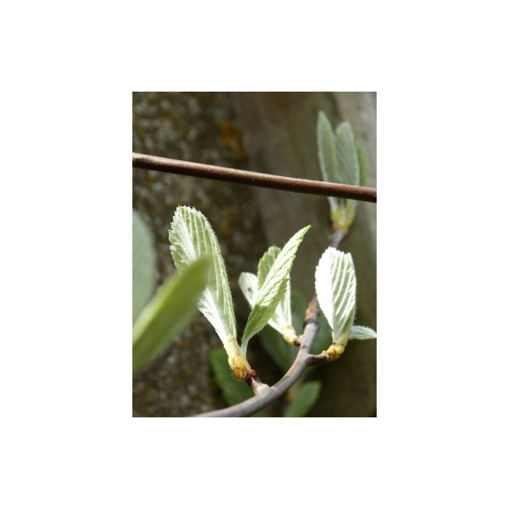 Whitebeam bare root