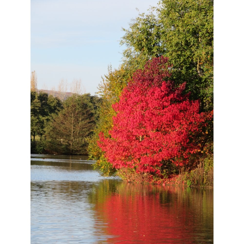 Liquidambar Trees