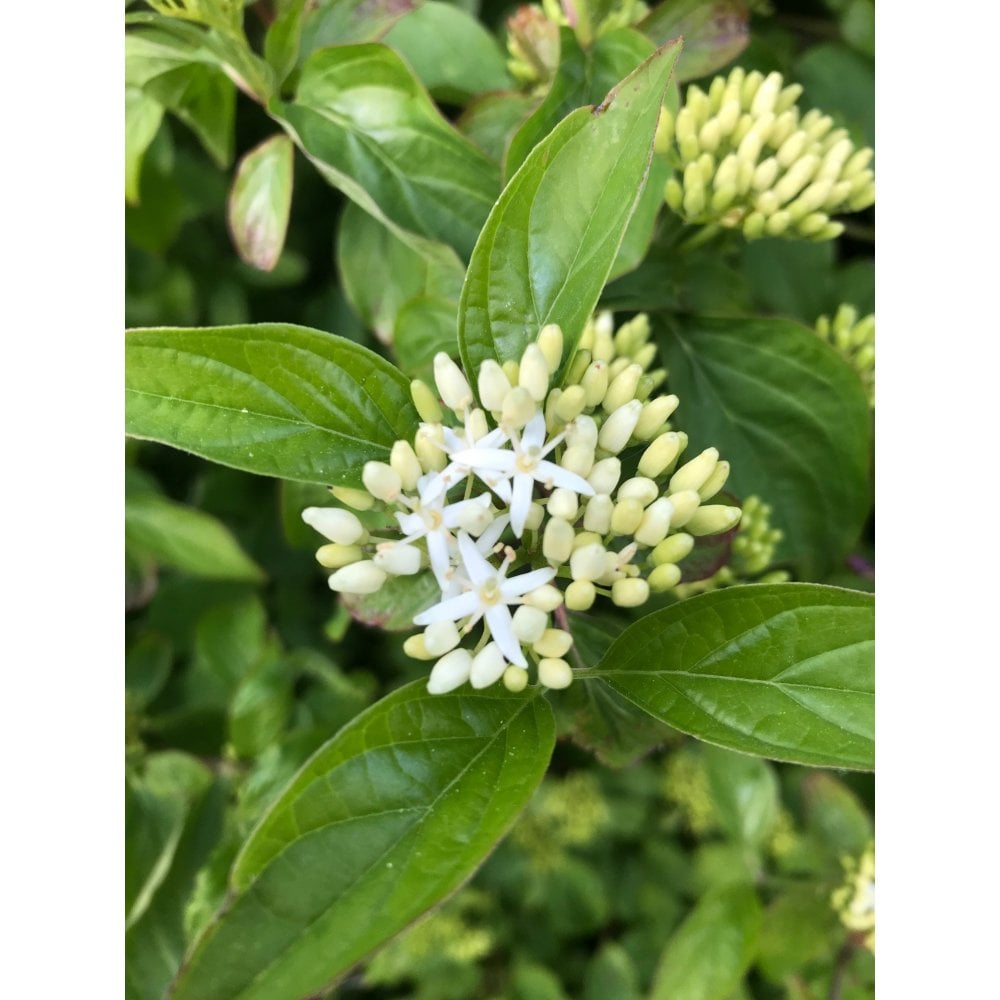 DOGWOOD