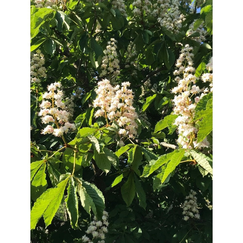 Horse Chestnut bare root