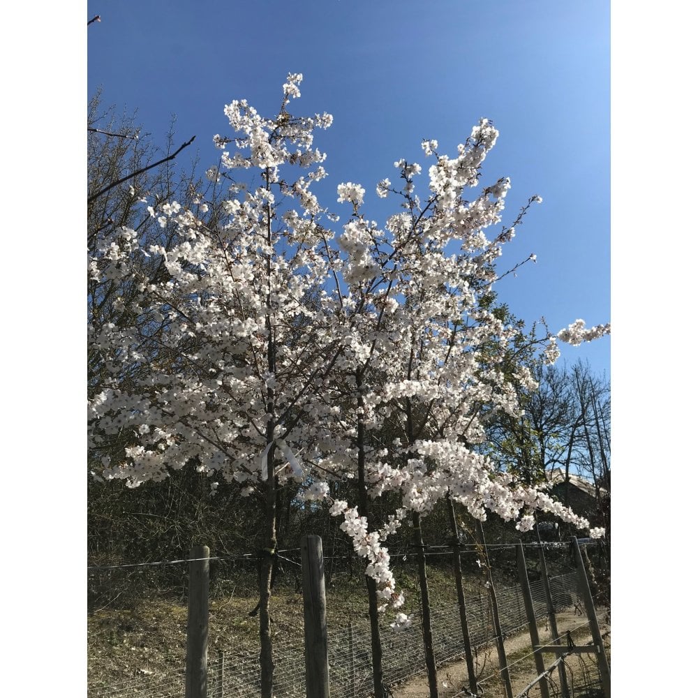 Cherry Trees