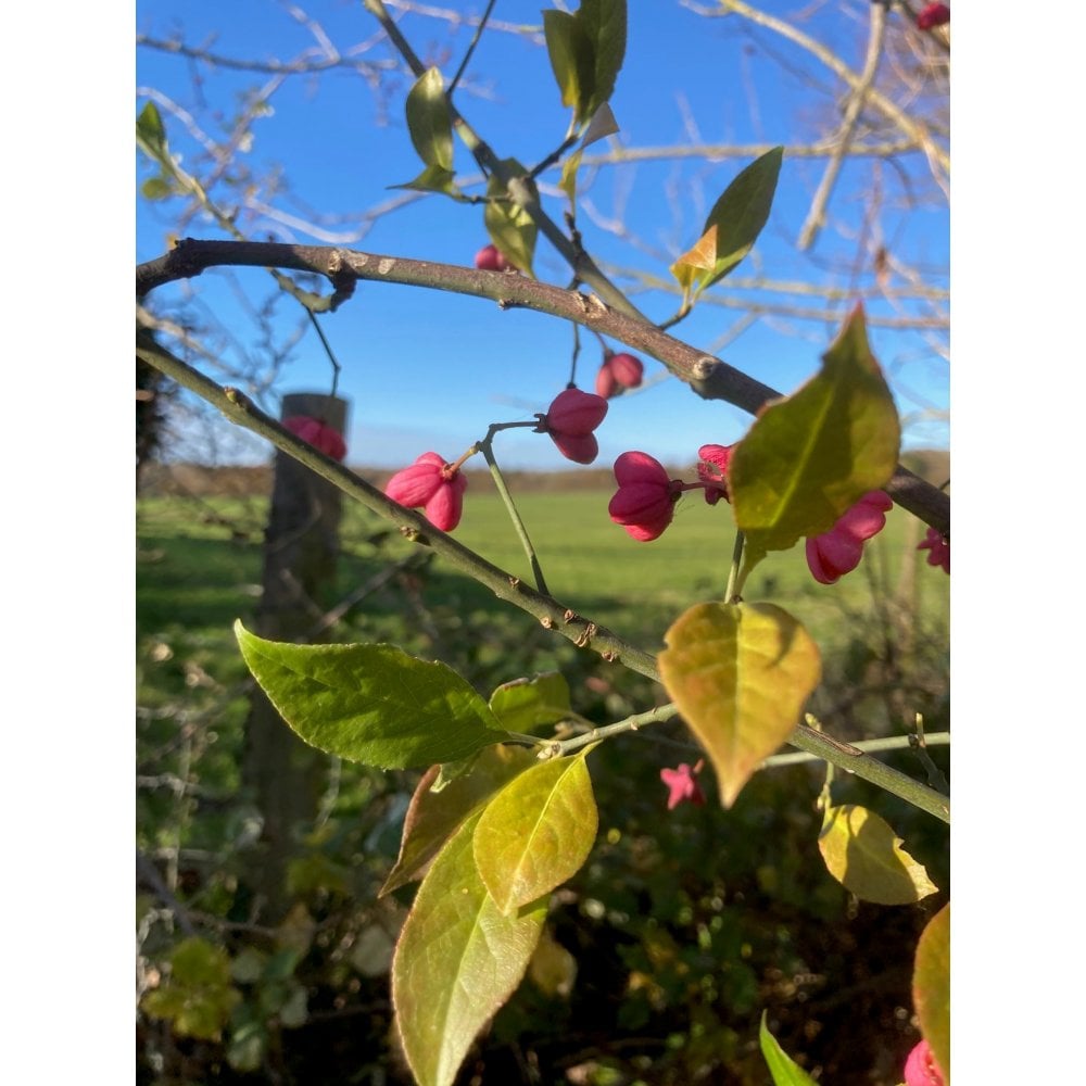 SPINDLE